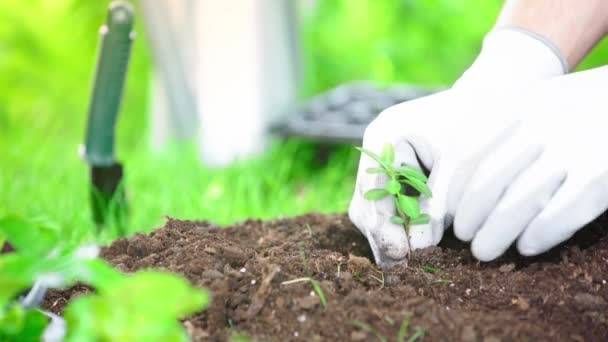 Gedeeltelijke Weergave Van Tuinman Handschoenen Planten Groene Sprout Grond Tuin — Stockvideo