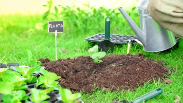 Vista Parcial Del Jardinero Sosteniendo Regadera Regando Brote Verde Suelo — Vídeos de Stock