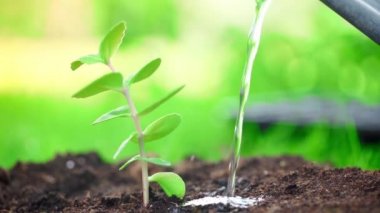 sulama dan su bahçede toprakta yeşil filiz üzerine dökebilir