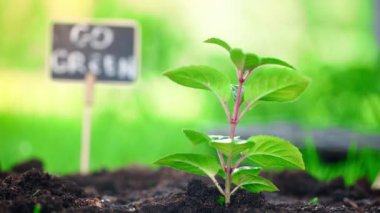 bahçede toprakta yeşil filiz üzerine dökülen su damlaları