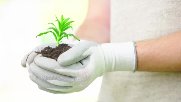 緑の芽と土壌の一握りを保持する手袋で庭師のトリミングビュー — ストック動画