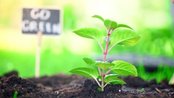 Vista Recortada Del Jardinero Regando Brote Verde Con Hojas Suelo — Vídeos de Stock