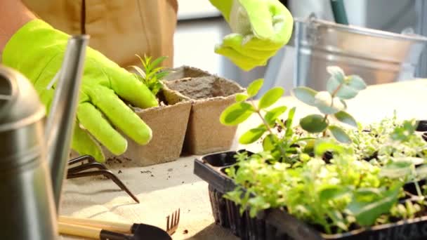 种植绿芽和填充纸板容器的种植在手套中的园丁的裁剪视图 — 图库视频影像