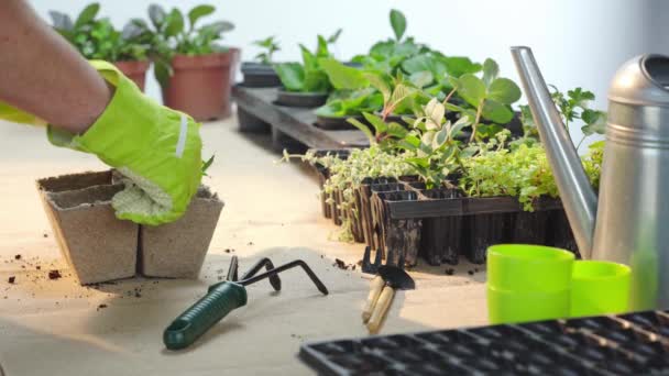 Vista Cortada Jardineiro Luvas Plantio Broto Verde Enchimento Recipiente Papelão — Vídeo de Stock