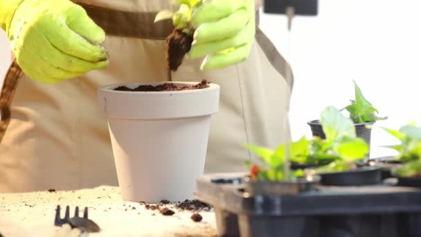 Vista Cortada Jardineiro Luvas Plantio Broto Verde Vaso — Vídeo de Stock