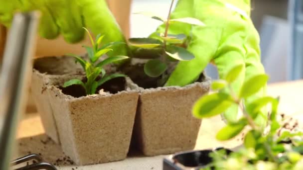 Rack Fokus Trädgårdsmästare Handskar Plantering Groddar Och Fylla Kartong Behållare — Stockvideo