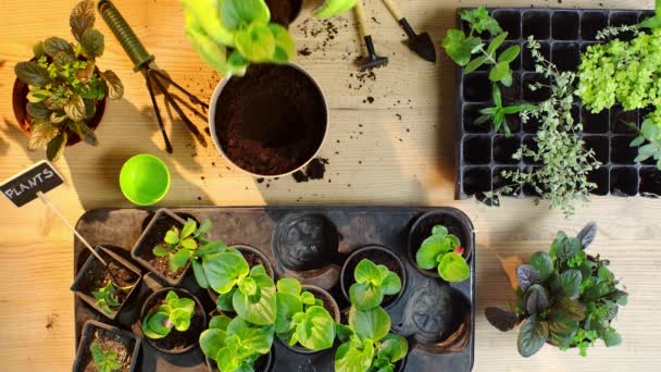 Visão Parcial Jardineiro Luvas Plantio Broto Com Folhas Verdes Vaso — Vídeo de Stock