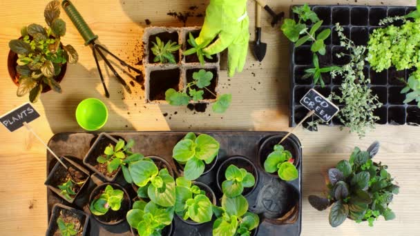緑の葉と土壌で容器を充填する芽を植える手袋の庭師の部分的な眺め — ストック動画