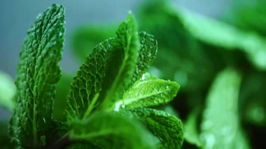 taze organik nane yaprakların yağmurlama suyu ile yakın görünümü
