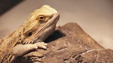 Vahşi bukalemun kayanın yanında oturuyor. 