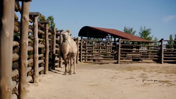 Επιλεκτική Εστίαση Της Καμήλας Περπάτημα Κοντά Φράχτη — Αρχείο Βίντεο