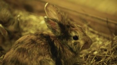 Tüylü tavşanların ot yemesine odaklan. 