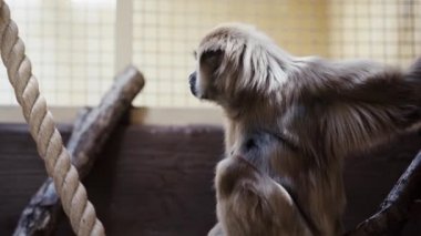 Hayvanat bahçesindeki maymun tırmanma ağacının seçici odağı 