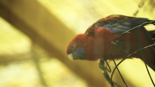 Colorful Parrot Sitting Metallic Cage — Stock Video