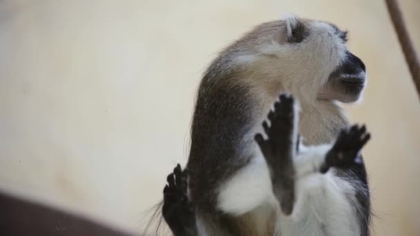 Selektiver Fokus Von Pelzaffen Zoo — Stockvideo