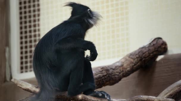 Μαύρη Μαϊμού Κάθεται Ξύλινο Κλαδί — Αρχείο Βίντεο