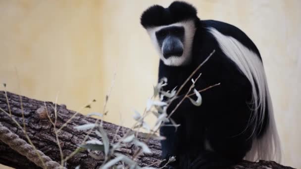 Selektywne Skupienie Się Jedzeniu Małp Zoo — Wideo stockowe