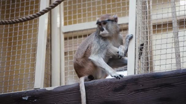 Makaak Zitten Buurt Van Kooi Dierentuin — Stockvideo