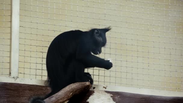 Schwarze Affen Fressen Der Nähe Des Käfigs — Stockvideo