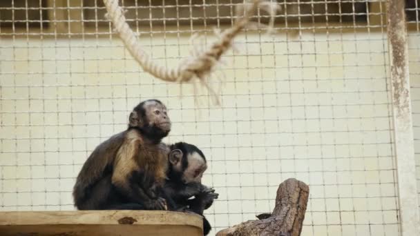 Enfoque Selectivo Monos Comiendo Pan Zoológico — Vídeos de Stock