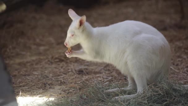 Bonito Branco Bebê Canguru Comer Zoológico — Vídeo de Stock