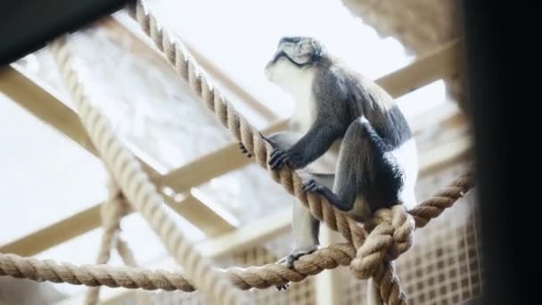 Selective Focus Monkeys Playing Zoo — Stockvideo