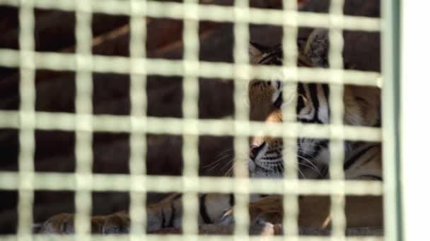 Foco Seletivo Tigre Deitado Gaiola — Vídeo de Stock