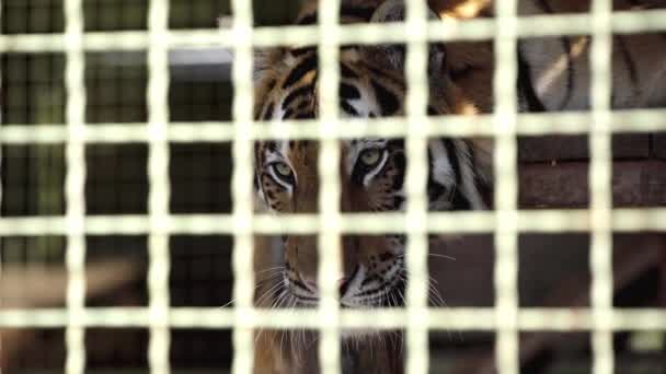 Fokus Selektif Harimau Duduk Dalam Sangkar — Stok Video