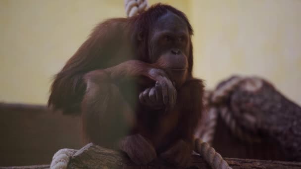 Scimmia Seduta Vicino Alla Corda Nello Zoo — Video Stock