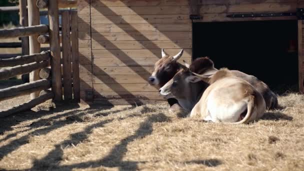 Ταύροι Τρώνε Σανό Ενώ Βρίσκονται Στο Ζωολογικό Κήπο — Αρχείο Βίντεο