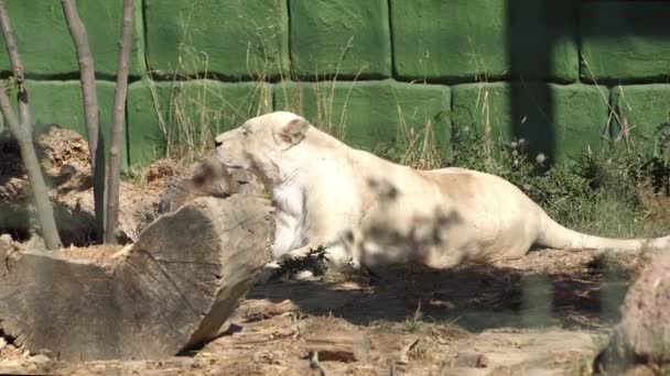 Lionne Couchée Près Mur Vert Des Plantes — Video