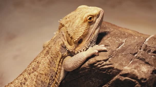 Lagarto Salvaje Roca Zoológico — Vídeos de Stock