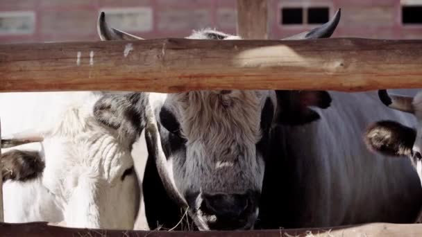 Hayvanat Bahçesinde Saman Yiyen Kürklü Bufalolar — Stok video