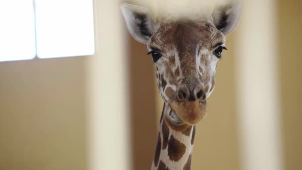 动物园里长颈鹿食物的选择性焦点 — 图库视频影像