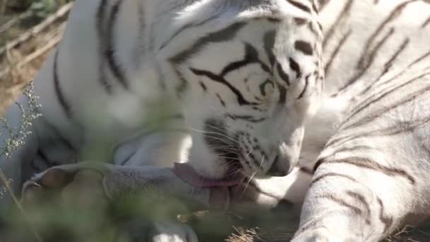 Полосатый Белый Тигр Облизывает Мех Снаружи — стоковое видео