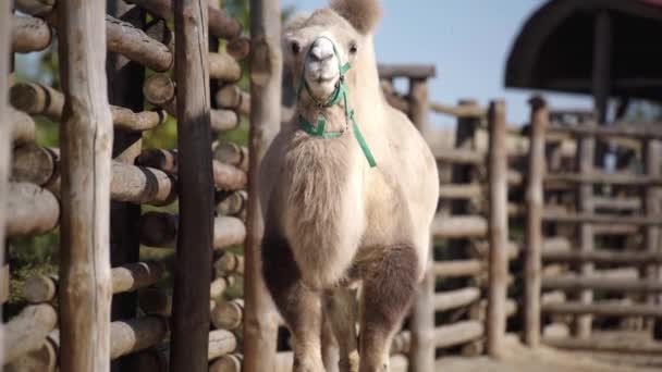 Selektiver Fokus Des Kamelwanderns Der Nähe Des Zauns — Stockvideo