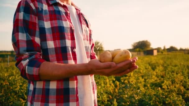 Partiell Översikt Över Jordbrukare Som Håller Färsk Potatis Händerna — Stockvideo