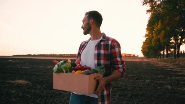 Rolnik Koszuli Kratę Gospodarstwa Pole Warzywami Pobliżu Pola Wieczorem — Wideo stockowe