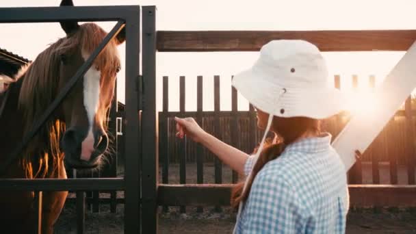 Женщина Шляпе Трогает Коричневую Лошадь Загоне — стоковое видео