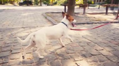 Jack Russell Terrier 'in kaldırım taşları üzerinde ağır çekimde koşması