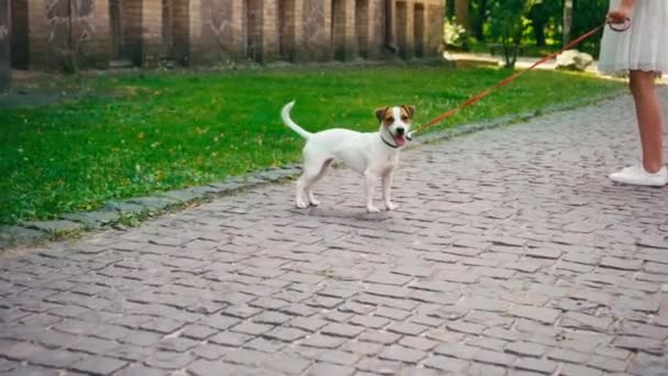 Slow Motion Jack Russell Terrier Nära Barnet — Stockvideo