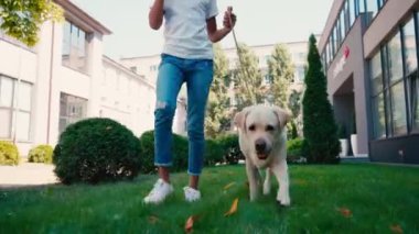 Afro-Amerikan kızın yeşil çimlerde Labrador 'la yürüdüğünü gördüm.