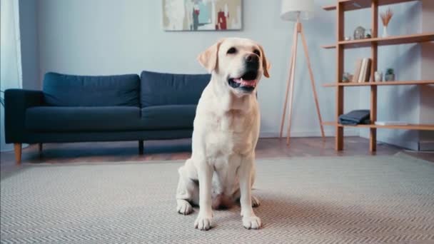 Vorderansicht Eines Weißen Labradors Der Hause Auf Teppich Sitzt — Stockvideo