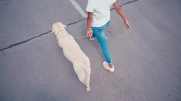 アフリカ系アメリカ人の少女がアスファルトの上で犬と速く歩く様子を — ストック動画