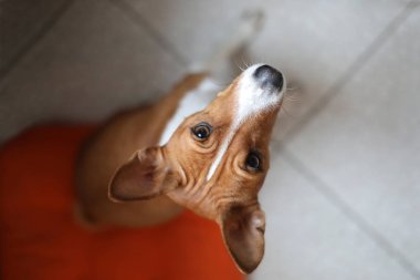 köpek, hayvan, beagle, Evcil hayvan, köpek yavrusu, şirin, kahverengi, dachshund, Evcil hayvan, portre, beyaz, köpek, hayvan, izole, doğurmak, Sevimli, baş, yüz, burun, eğlenceli, tazı, memeli, ev içi kullanımına yönelik, Genç, gözleri