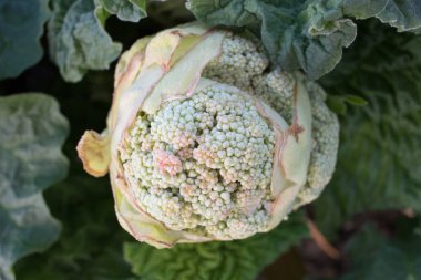 Ravent çiçeği ile civatalama