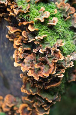 Yosun ve forrest bir günlüğüne tarihinde mantarlar