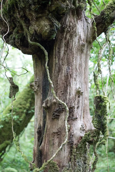 Tree with moss in a forrest with vines
