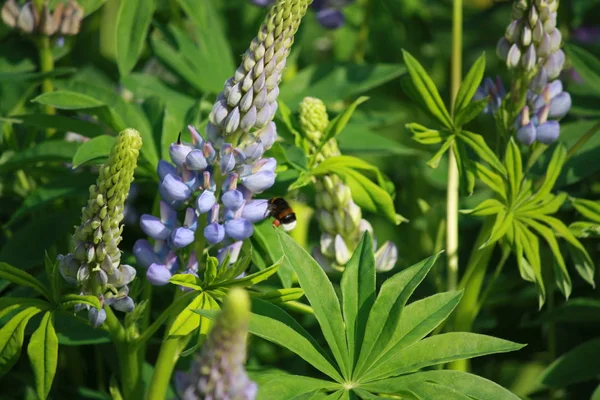 Estate Fiori Calabroni — Foto Stock