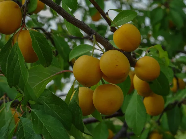 Mirabelle Śliwka Się Rozmaite Żółte Śliwki Drzewie — Zdjęcie stockowe